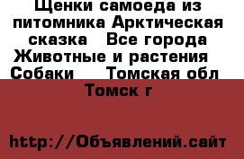 Щенки самоеда из питомника Арктическая сказка - Все города Животные и растения » Собаки   . Томская обл.,Томск г.